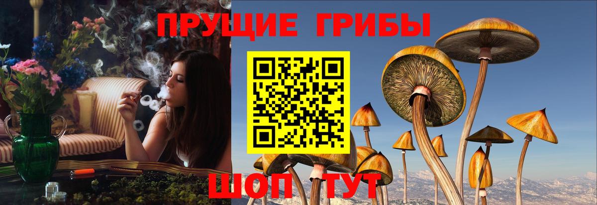 Сальск  Псилоцибиновые грибы Psilocybine cubensis  Вход с VPN 